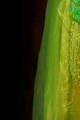 Dream Light Workshops