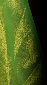 Dream Light Workshops