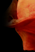 Dream Light workshops