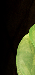 Dream Light Workshops