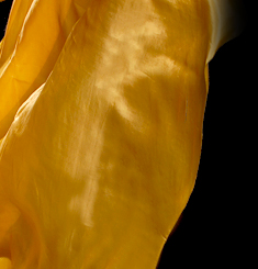 Dream Light Workshops