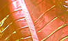 Dream Light Workshops