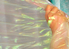 Dream Light Workshops