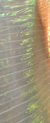 Dream Light Workshops
