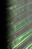 Dream Light Workshops