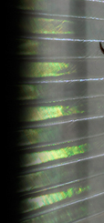 Dream Light Workshops