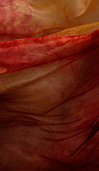 Dream Light Workshops