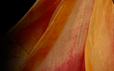 Dream Light Workshops